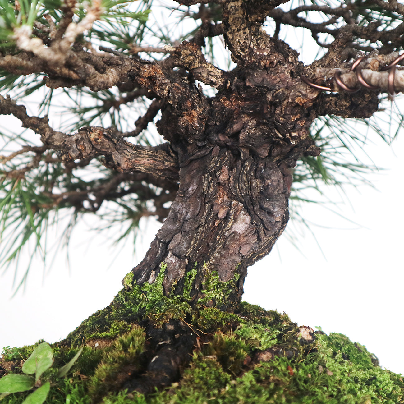 Japanese Black Pine - Kuromatsu Bonsai 日本黑松