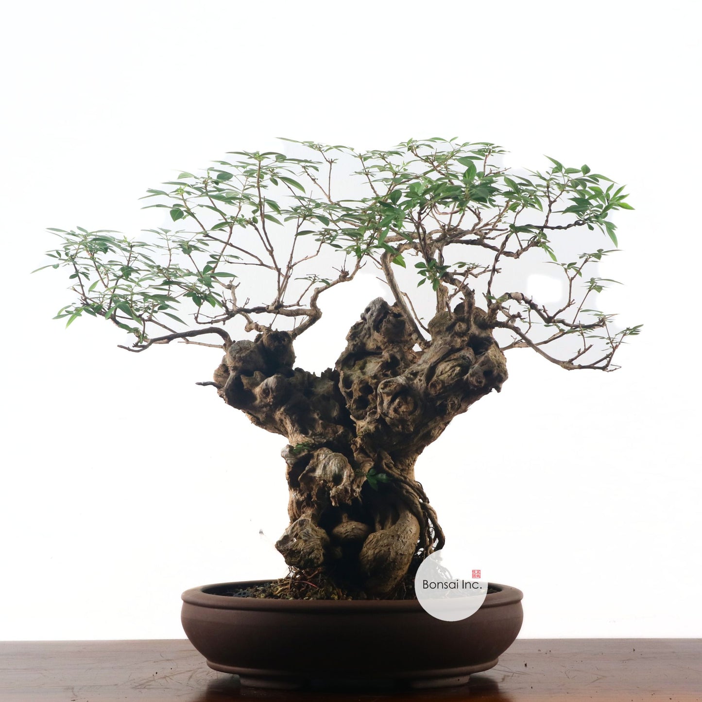 Lemon Verbena 柠檬马鞭草