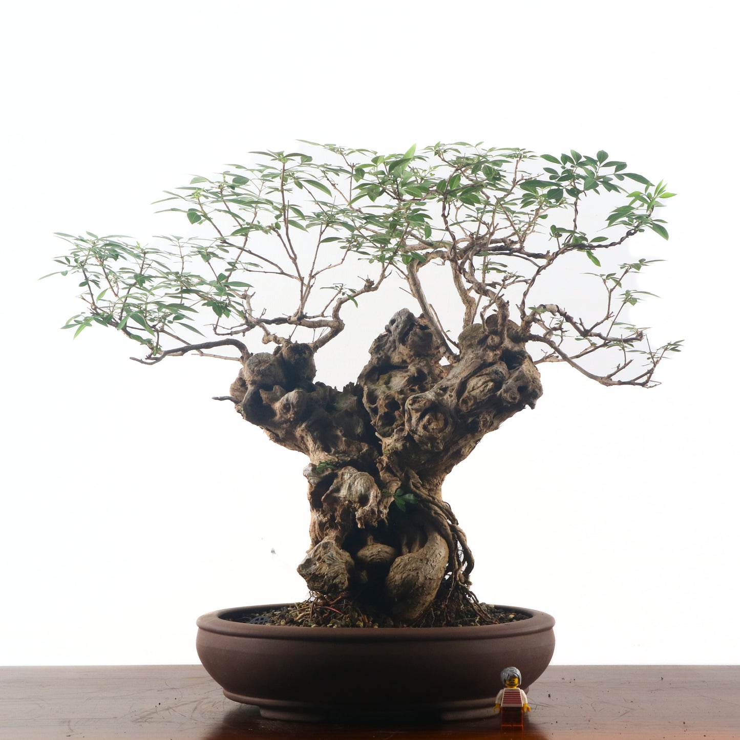 Lemon Verbena 柠檬马鞭草
