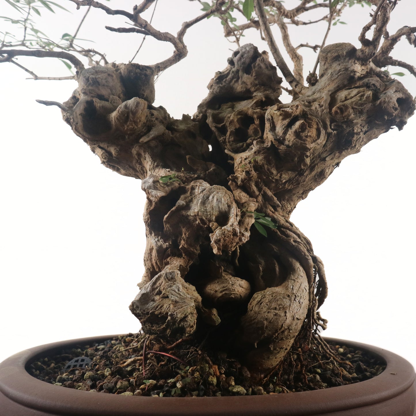 Lemon Verbena 柠檬马鞭草