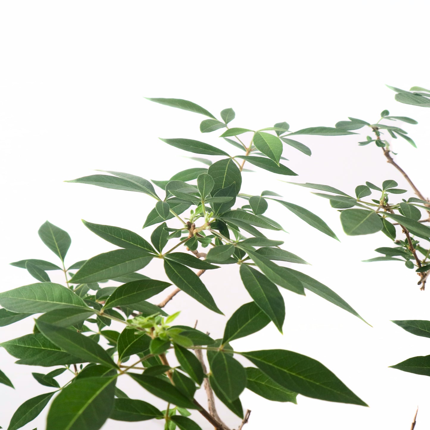 Lemon Verbena 柠檬马鞭草