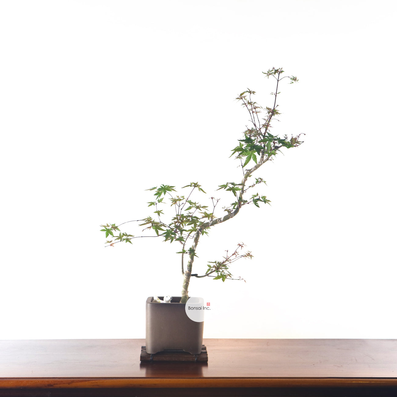 Japanese Maple 日本枫树