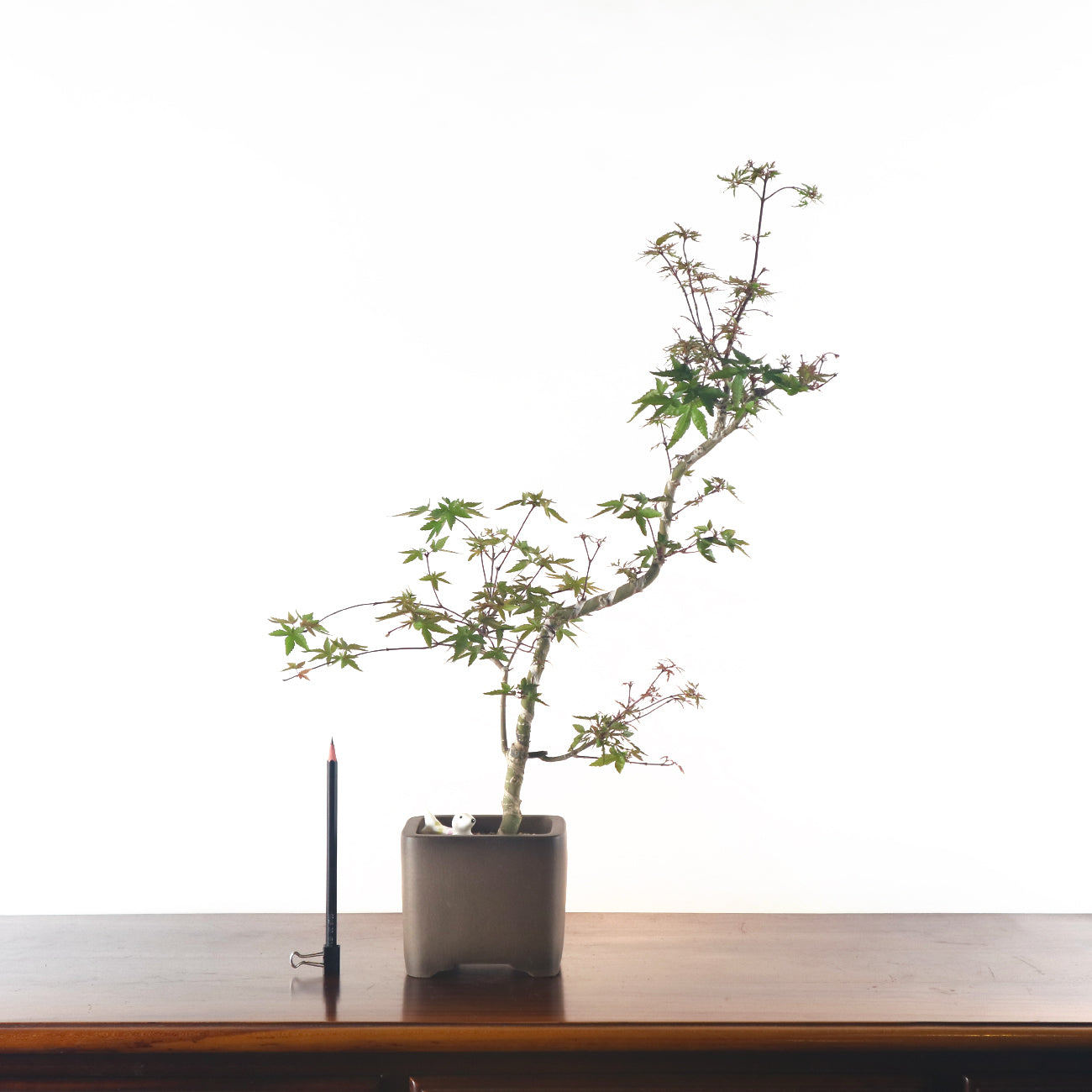 Japanese Maple 日本枫树