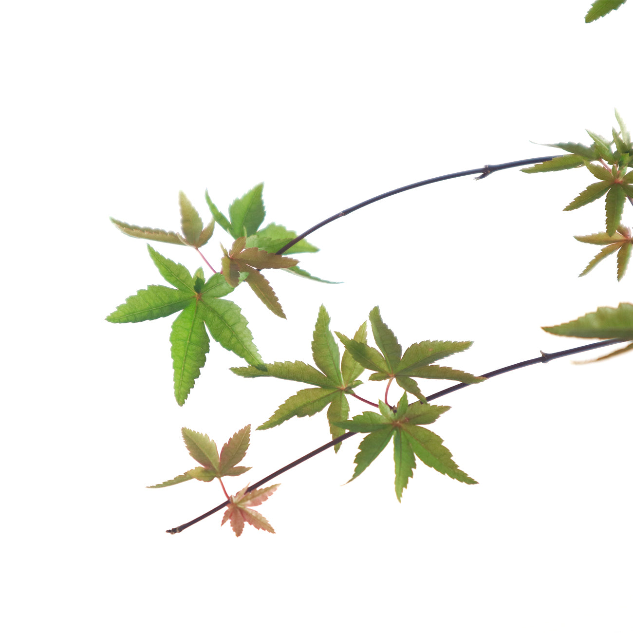 Japanese Maple 日本枫树