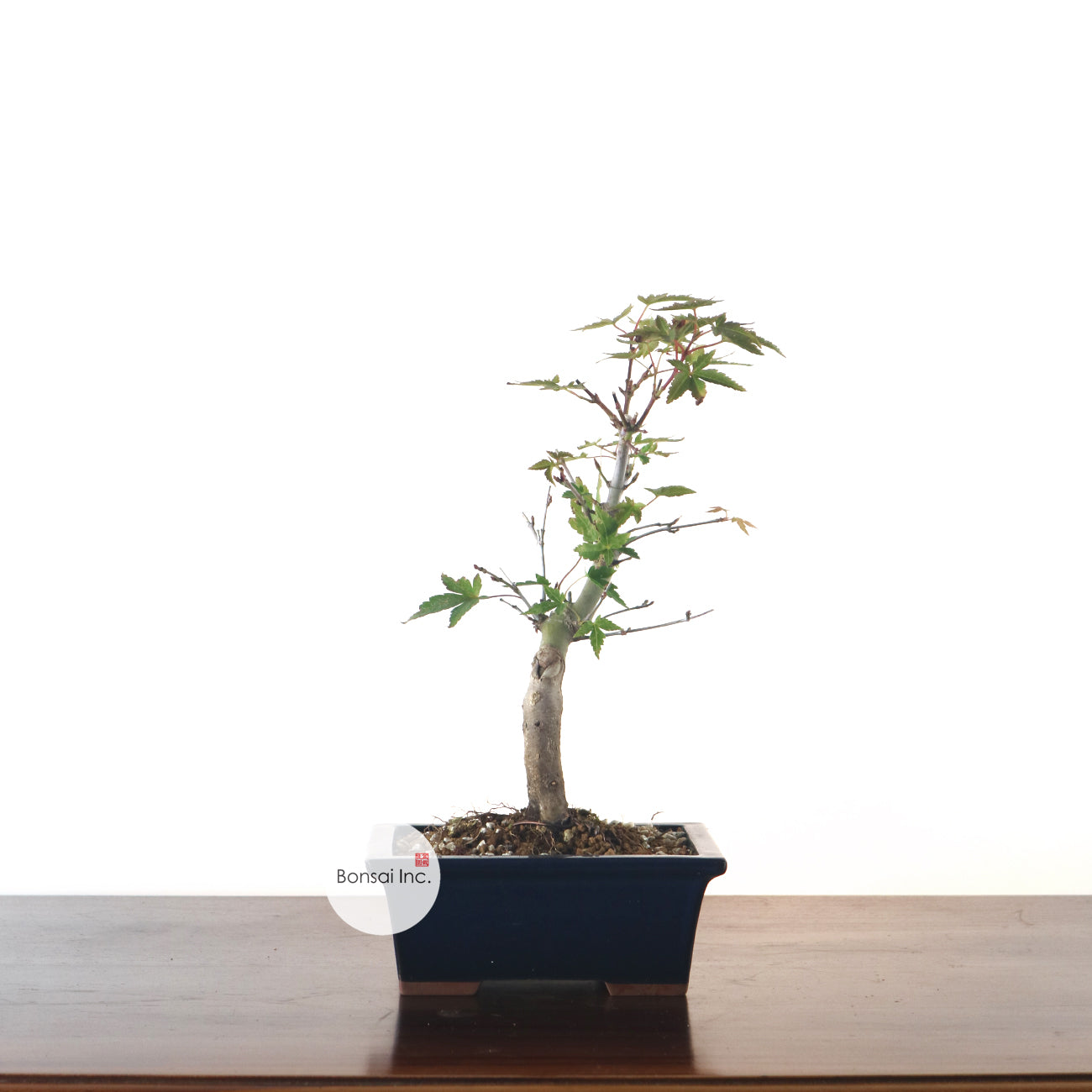 Japanese Maple 日本枫树