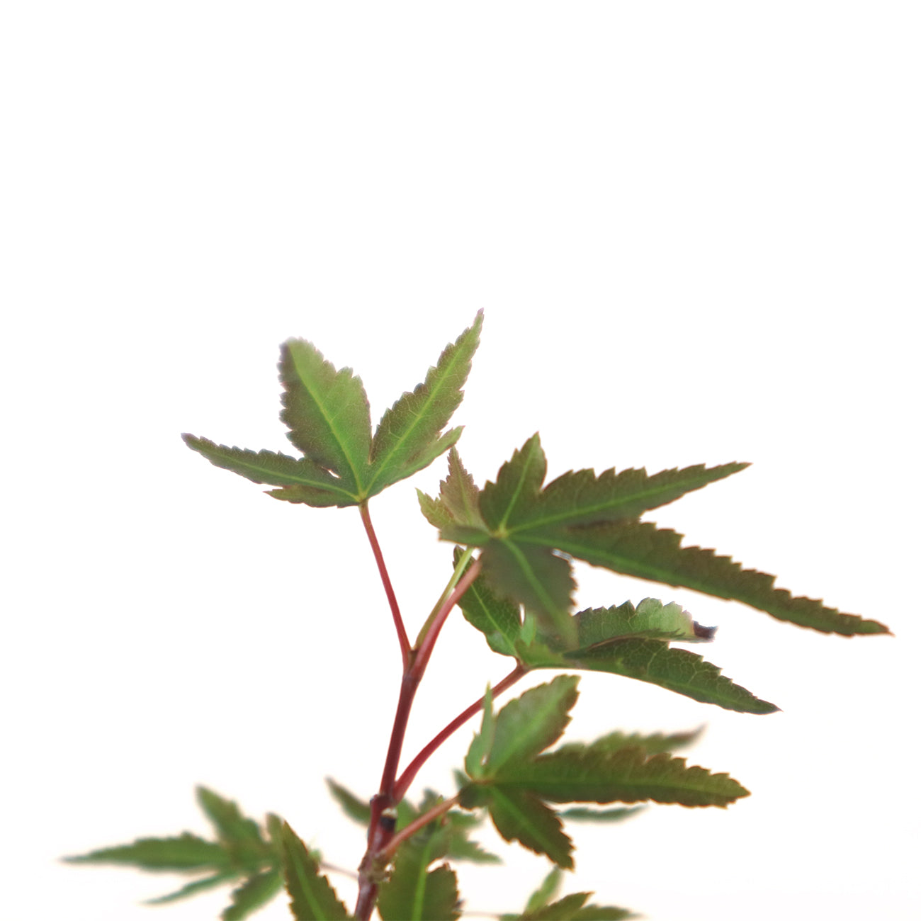 Japanese Maple 日本枫树