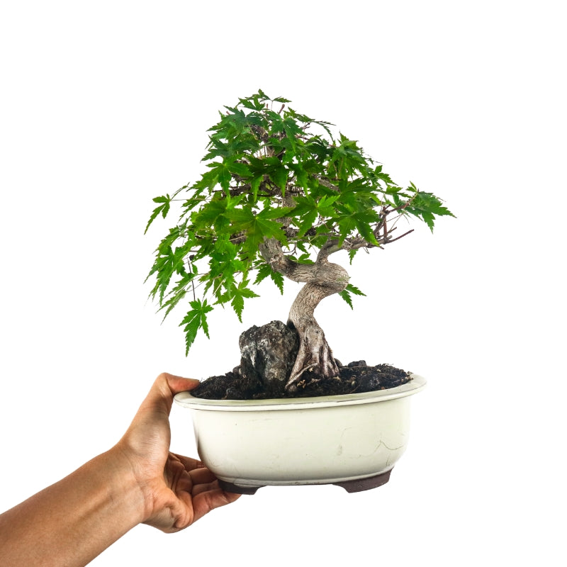 Japanese Maple 日本枫树