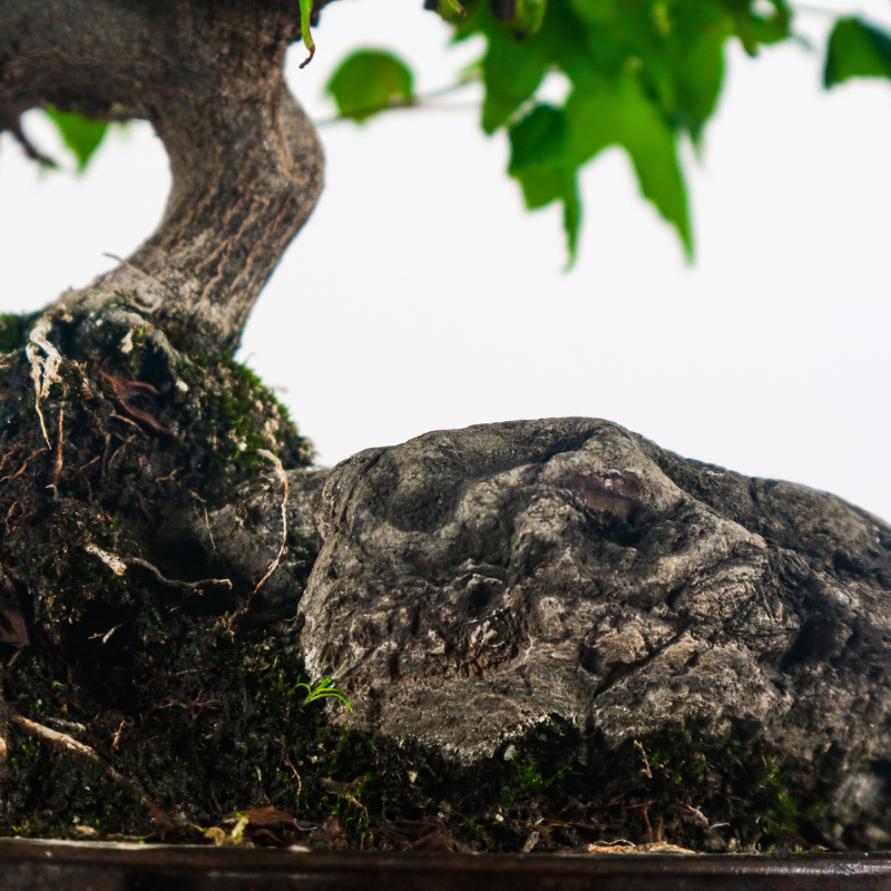 Japanese Maple on Rock 日本枫树