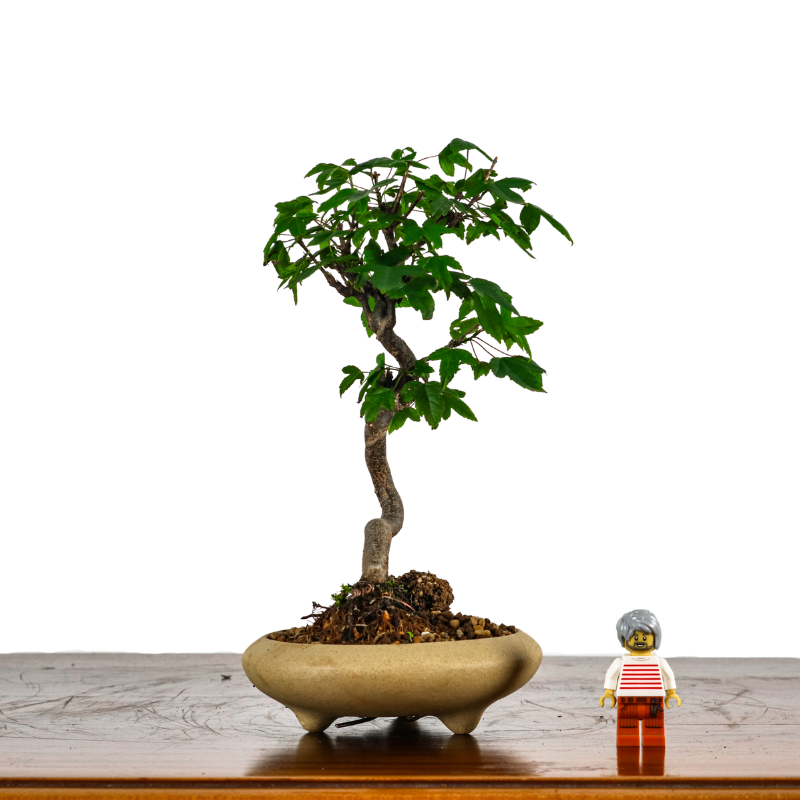 Japanese Trident Maple 日本枫树