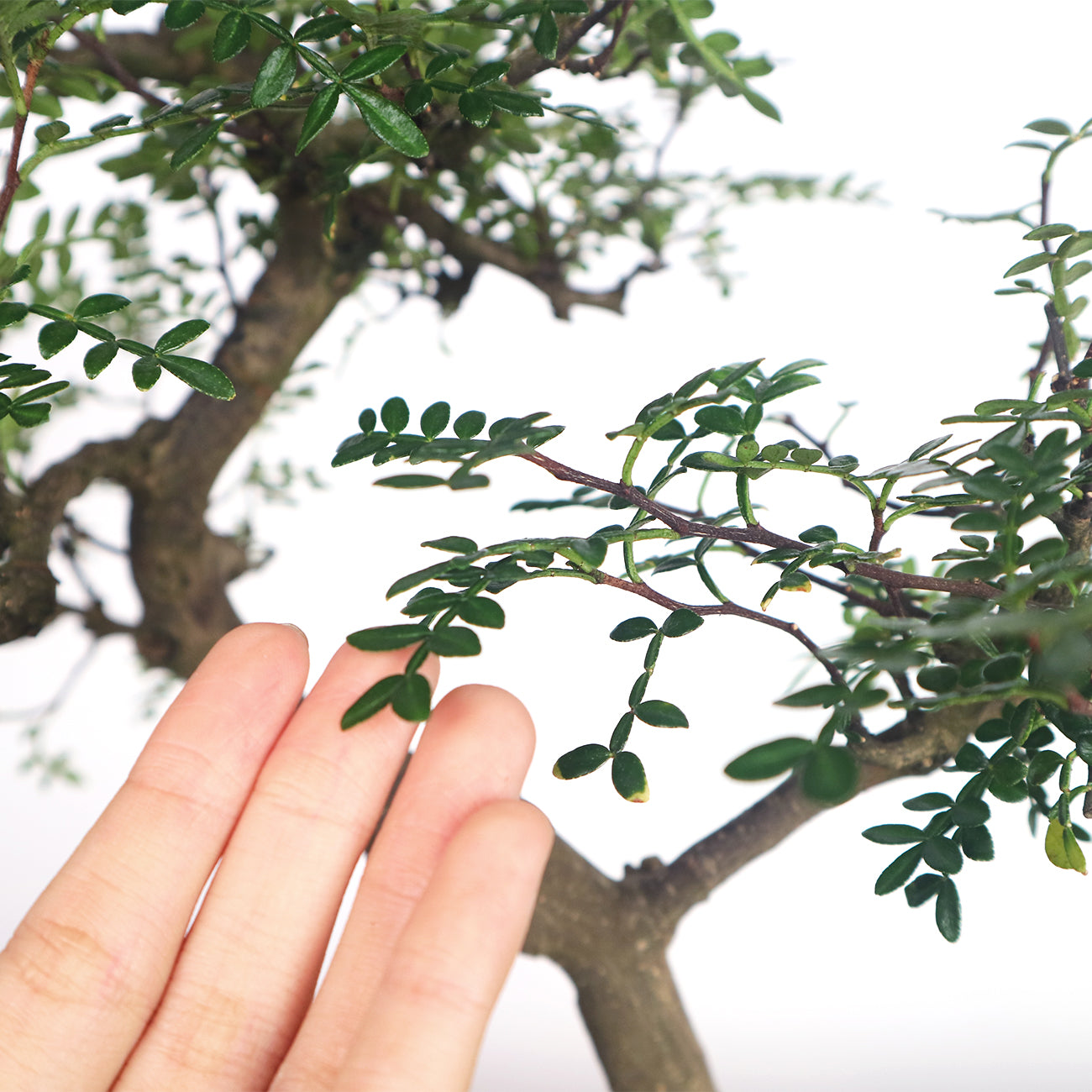 Pepper Bonsai