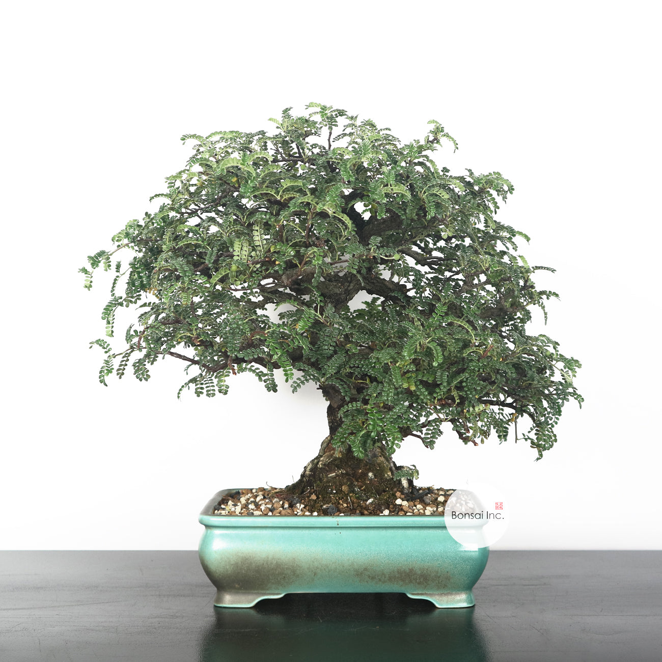 Japanese Pepper (Sansho) Bonsai