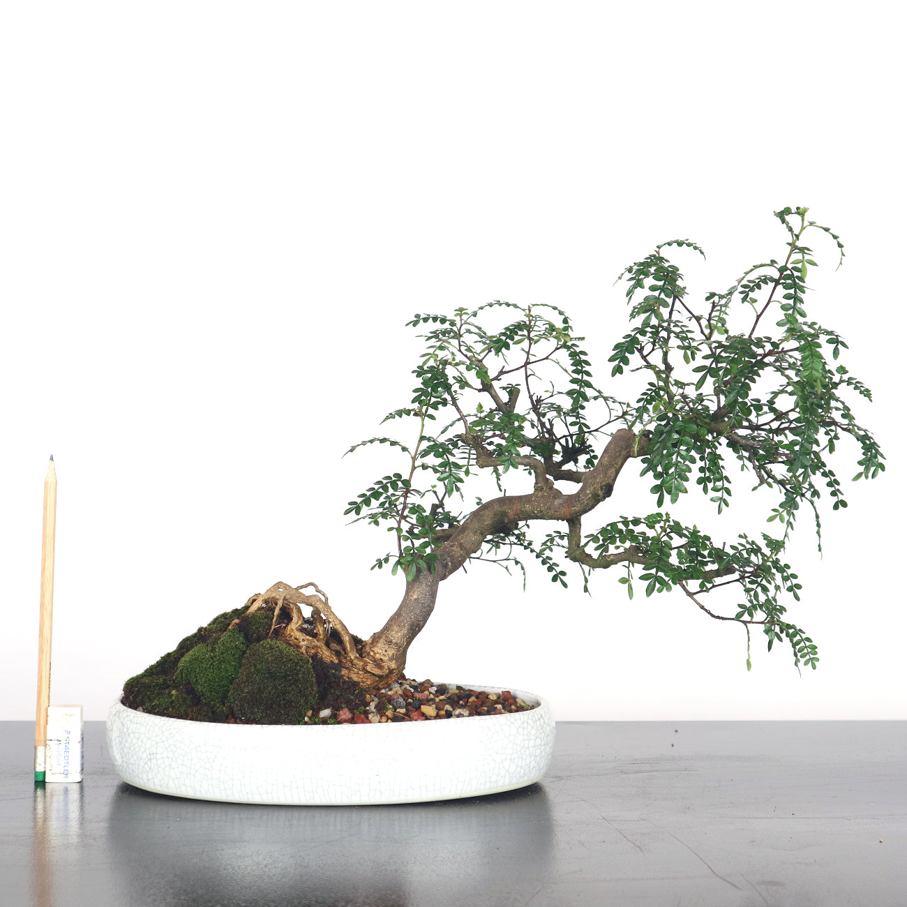 Pepper Bonsai