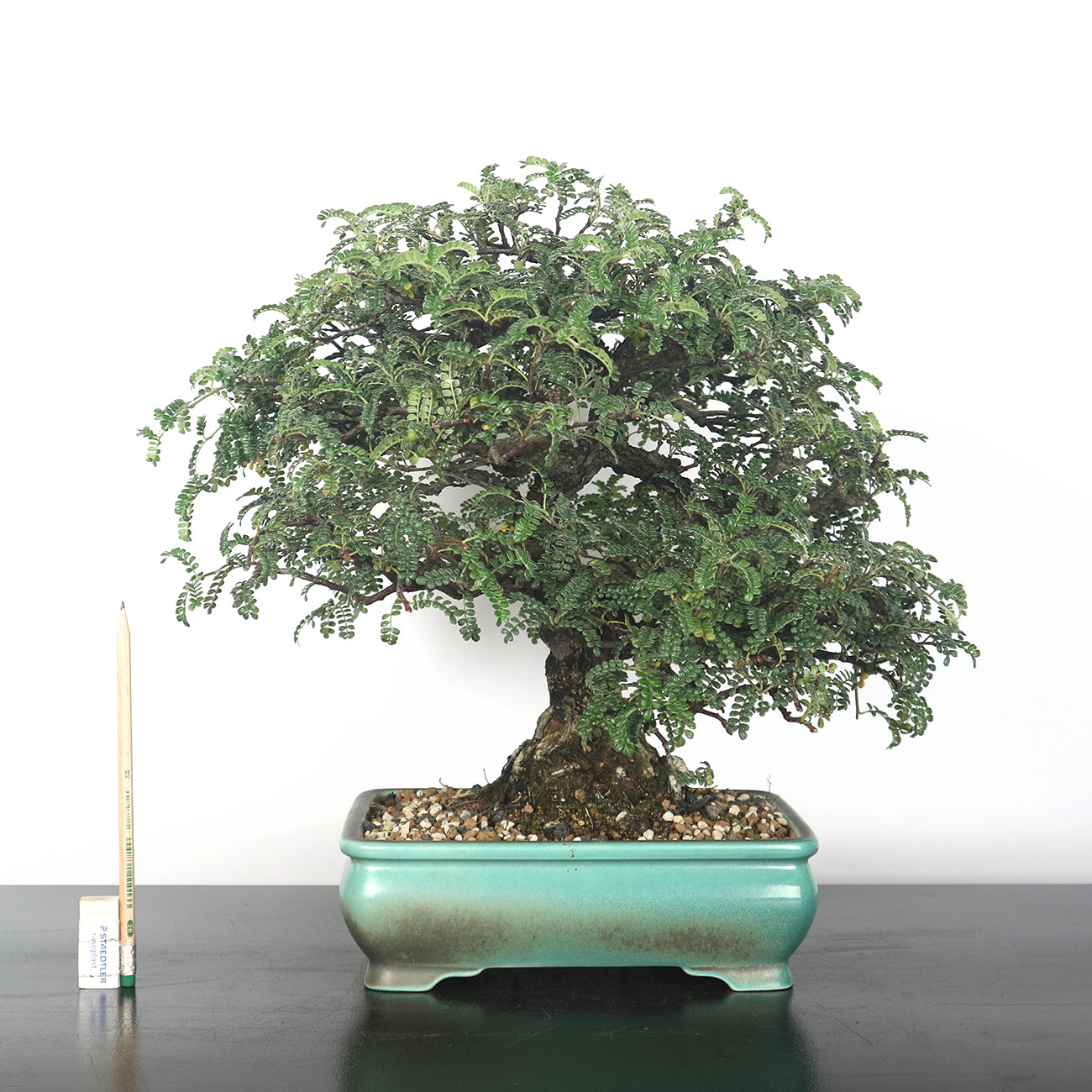 Japanese Pepper (Sansho) Bonsai