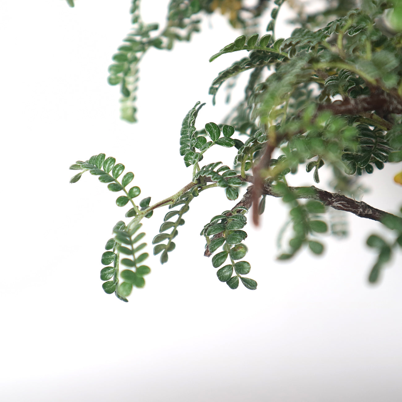 Japanese Pepper (Sansho) Bonsai