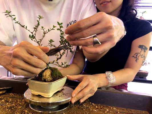 Bring your Bonsai Workshop
