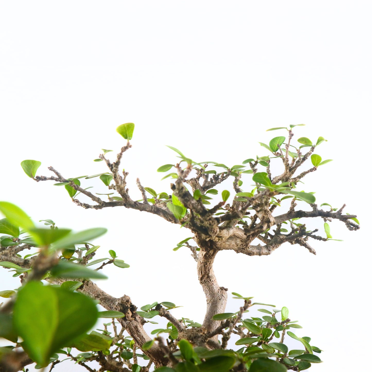 Ponamella Bonsai 博兰