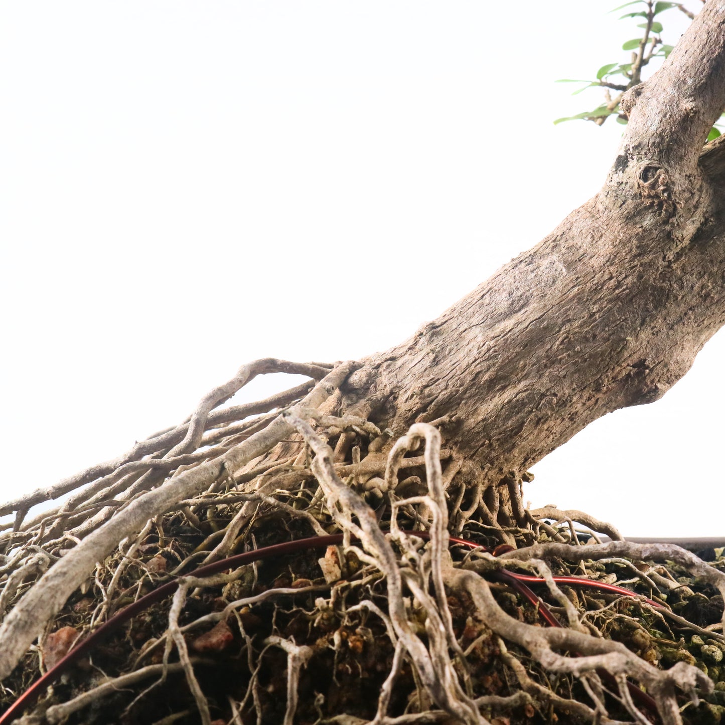 Ponamella Bonsai 博兰