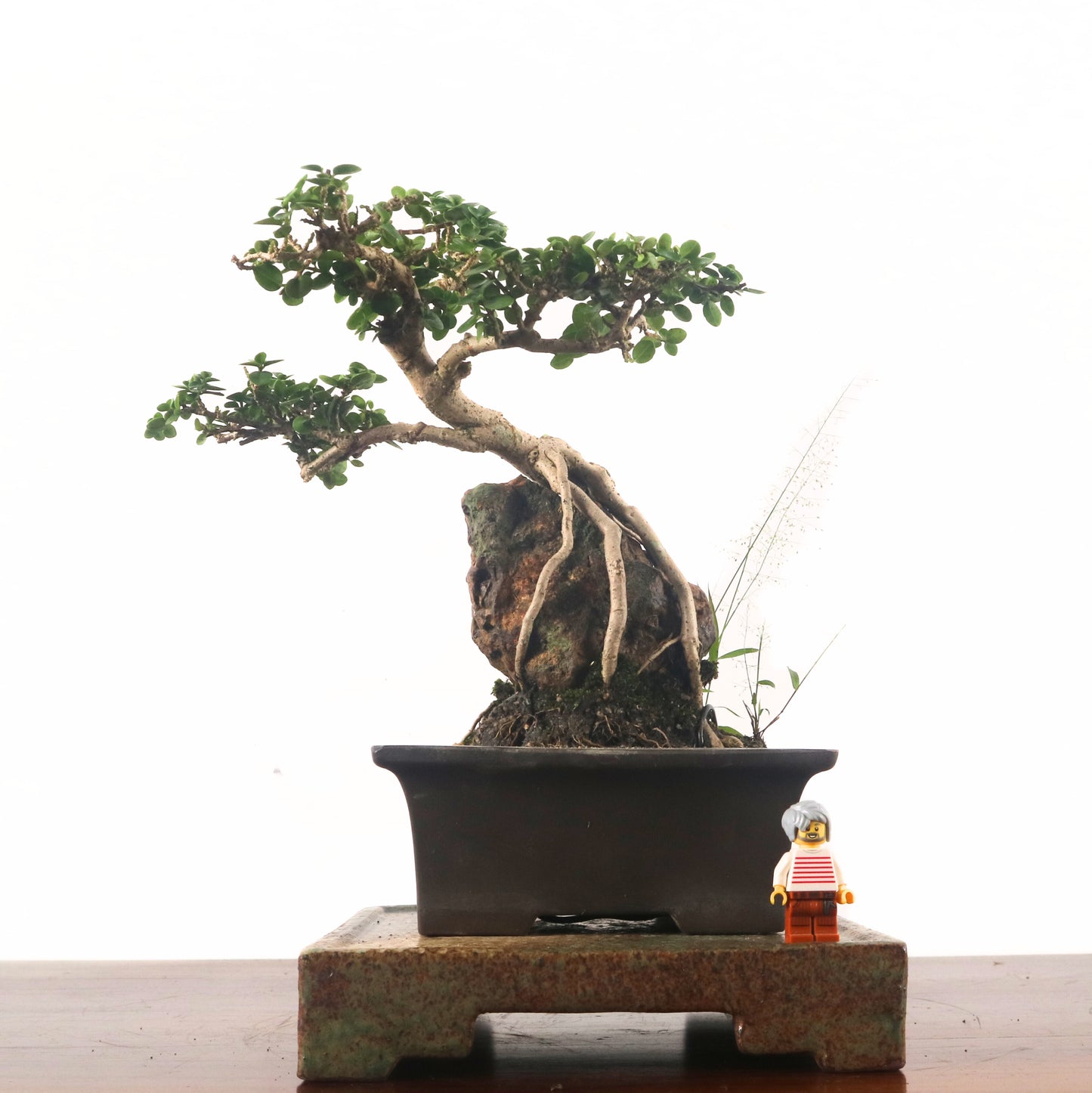 Premna Serratifolia Bonsai 寿娘子