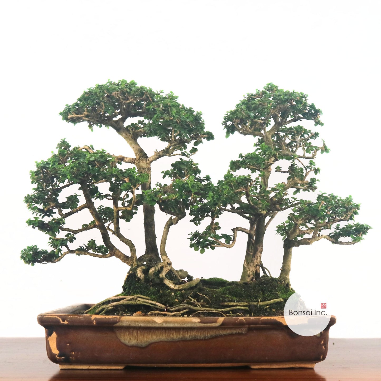 Premna Serratifolia Bonsai 寿娘子