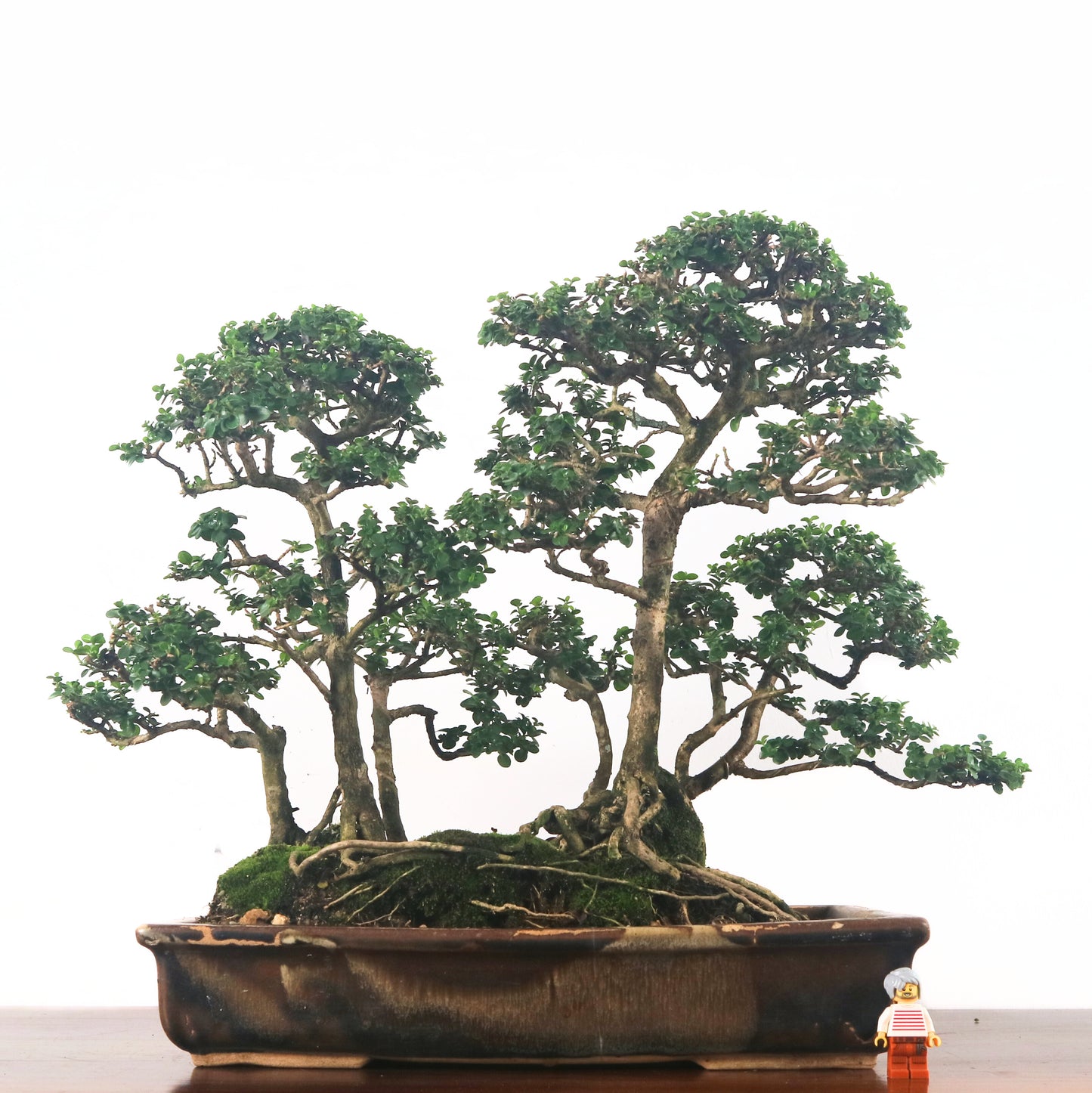 Premna Serratifolia Bonsai 寿娘子