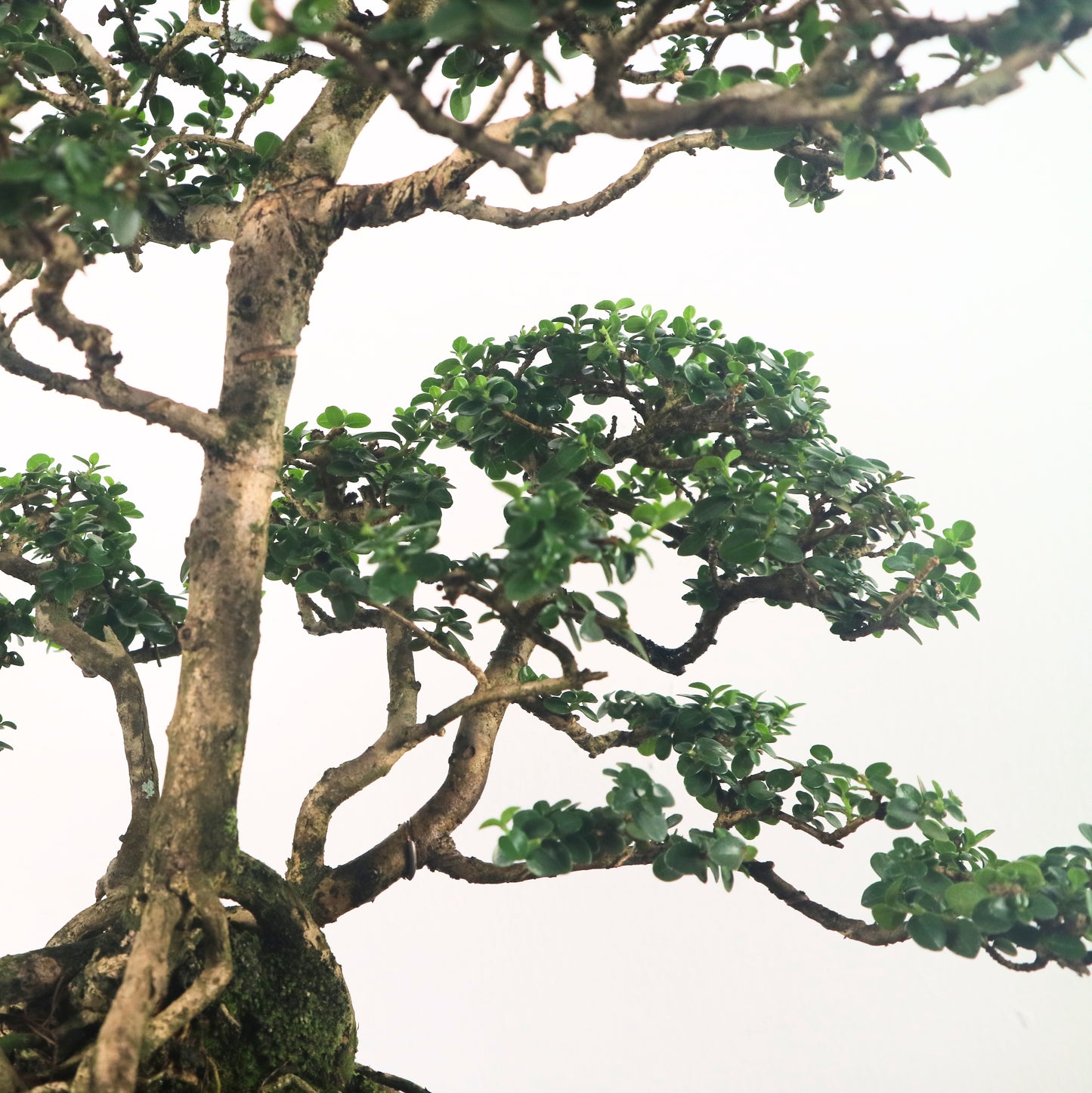 Premna Serratifolia Bonsai 寿娘子