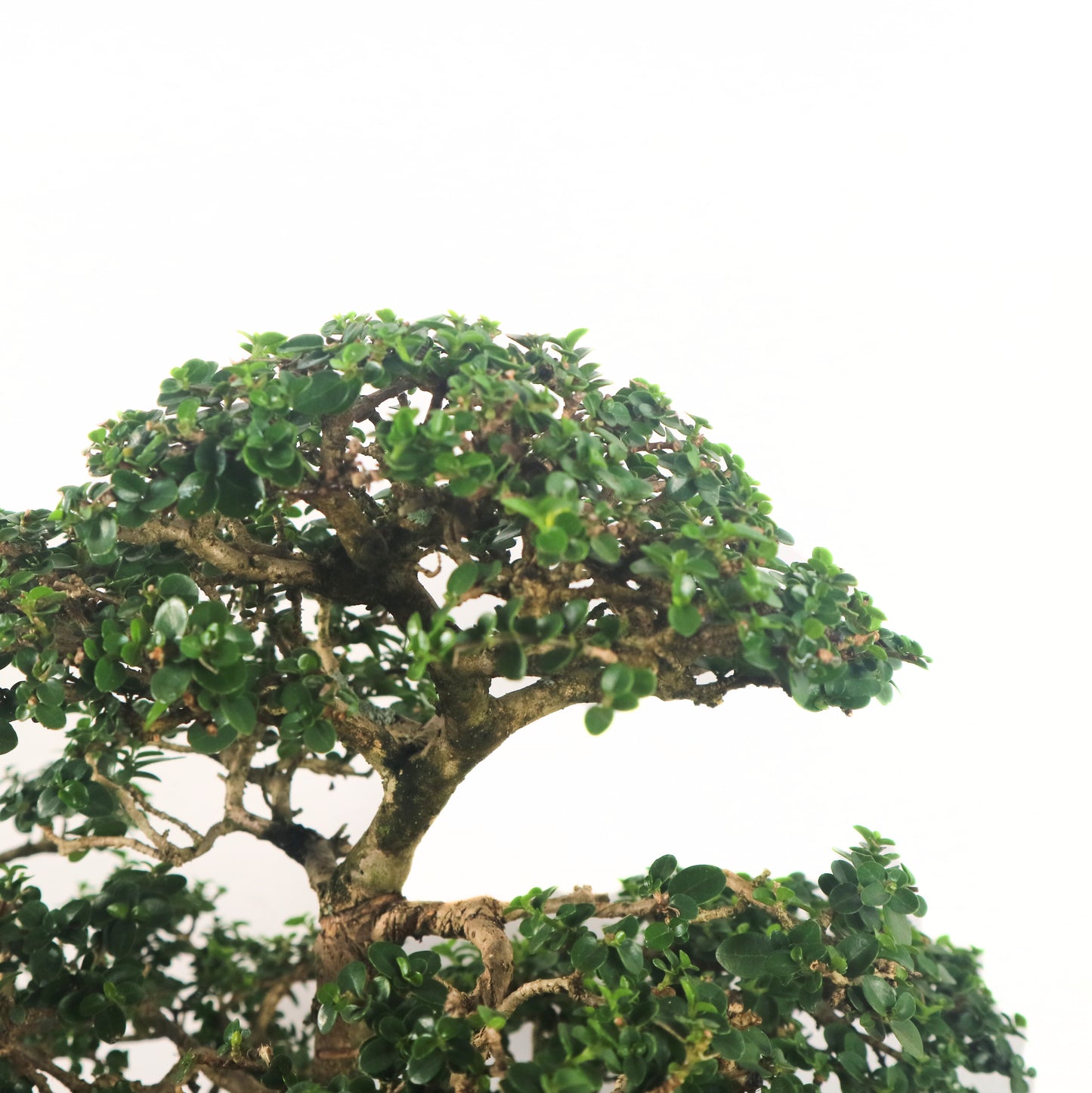 Premna Serratifolia Bonsai 寿娘子