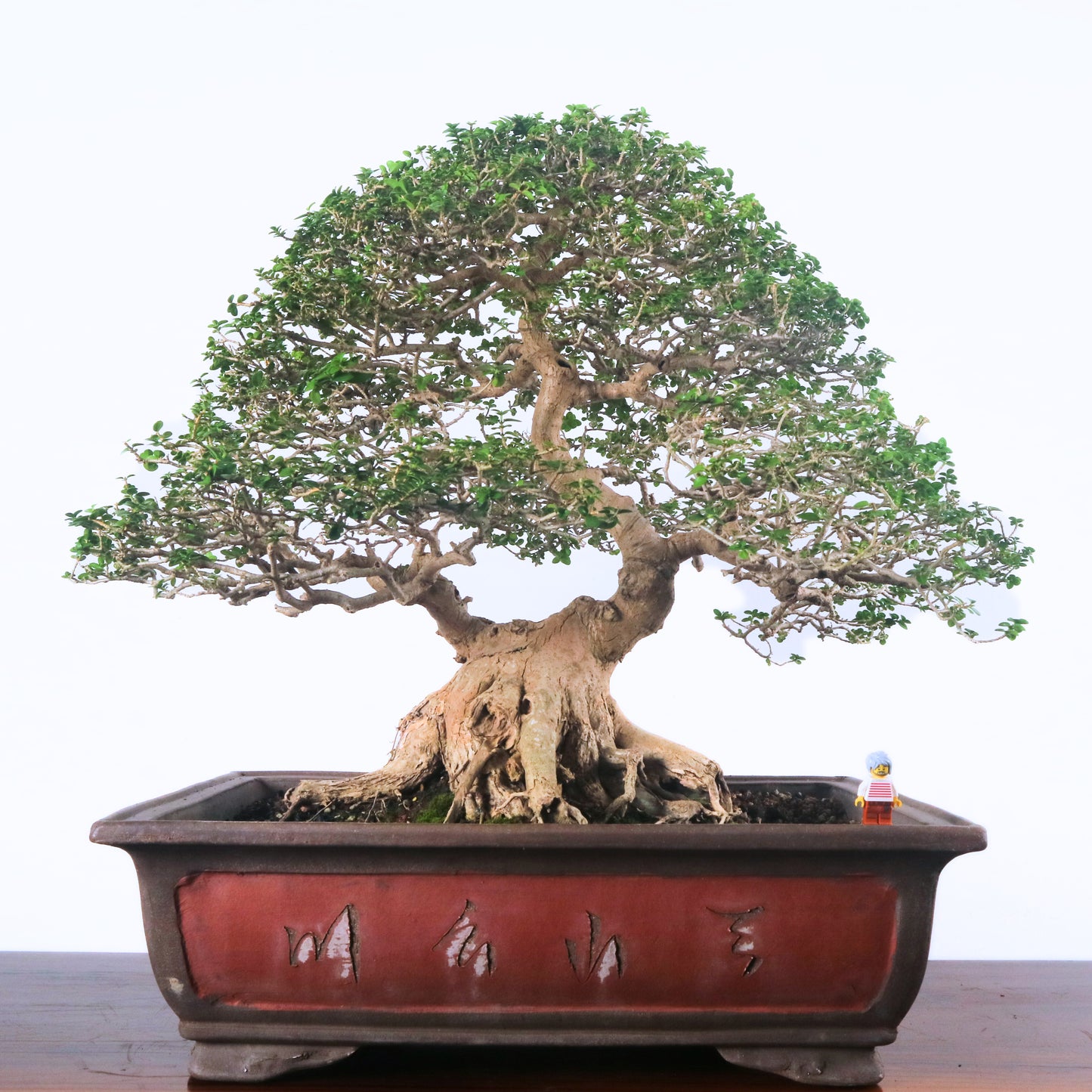 Premna Serratifolia Bonsai 寿娘子