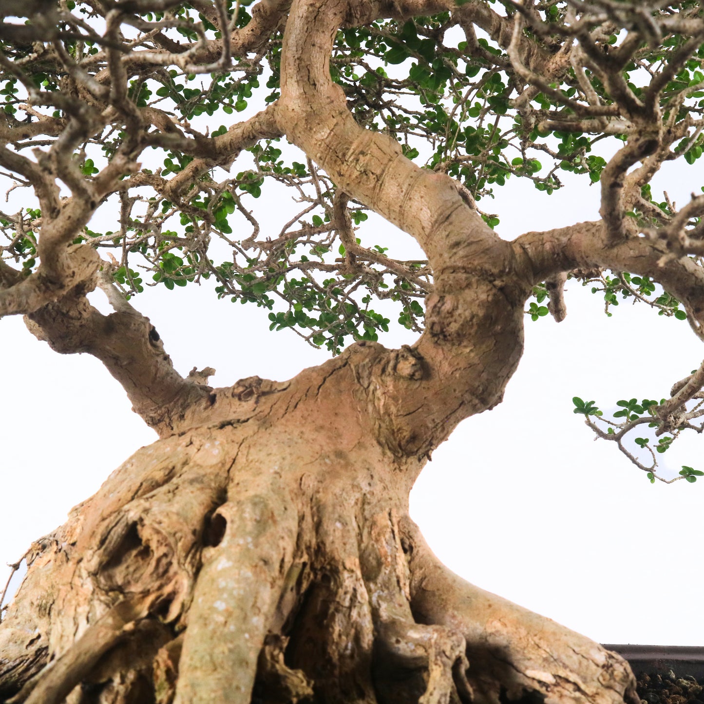 Premna Serratifolia Bonsai 寿娘子
