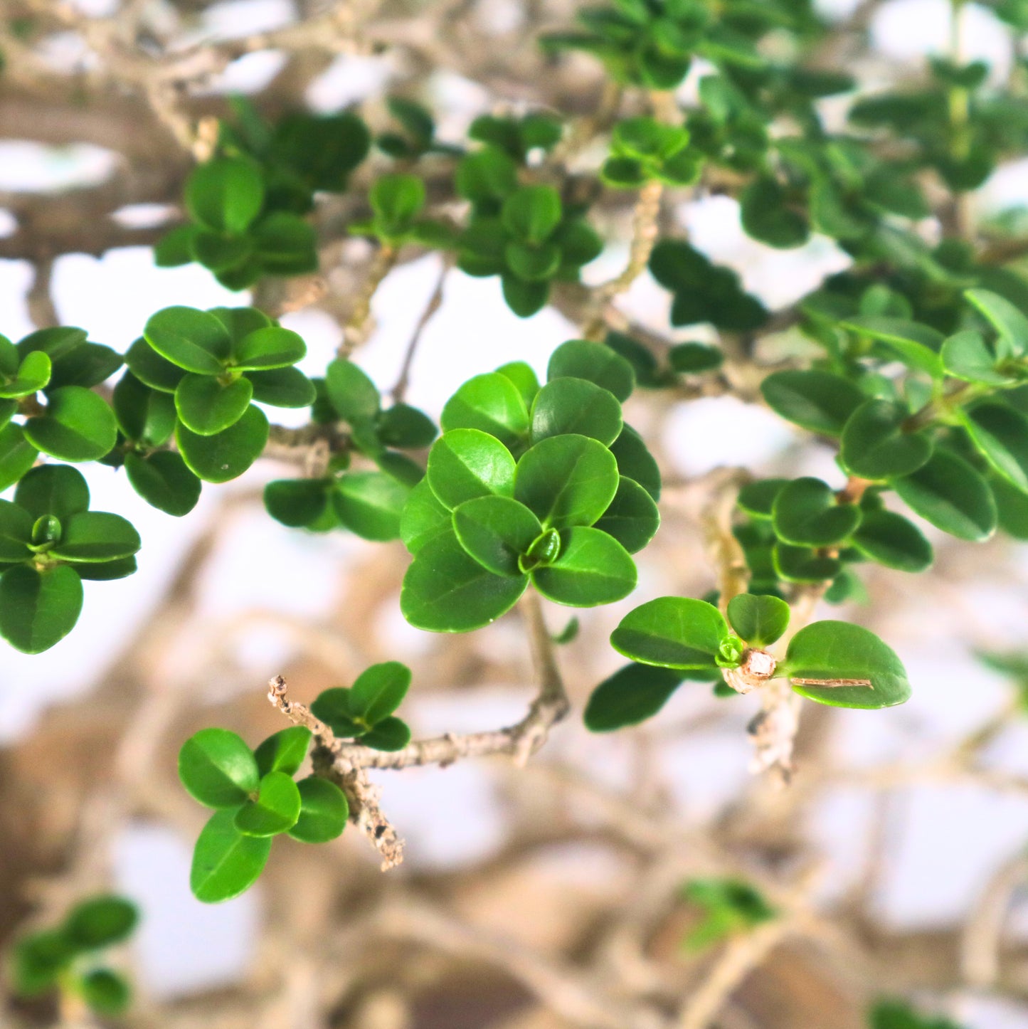 Premna Serratifolia Bonsai 寿娘子
