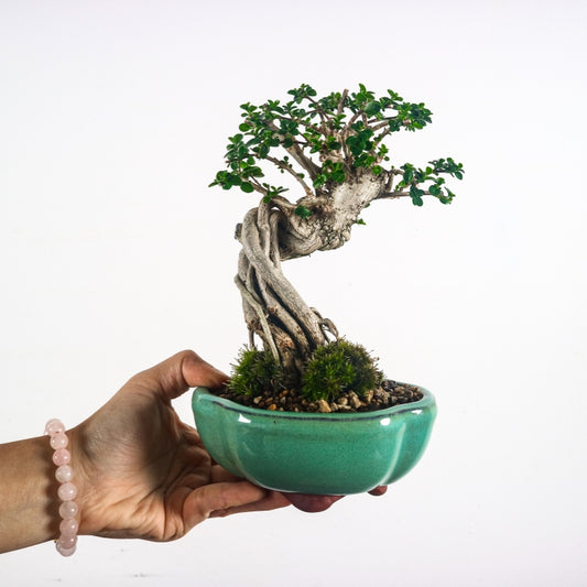 Premna Serratifolia Bonsai 寿娘子