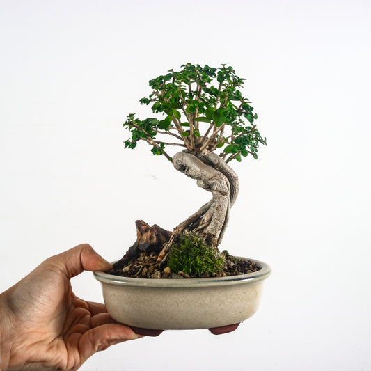 Premna Serratifolia Bonsai 寿娘子