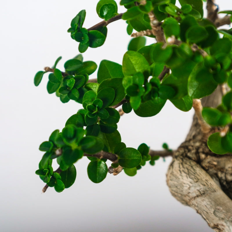 Premna Serratifolia Bonsai 寿娘子