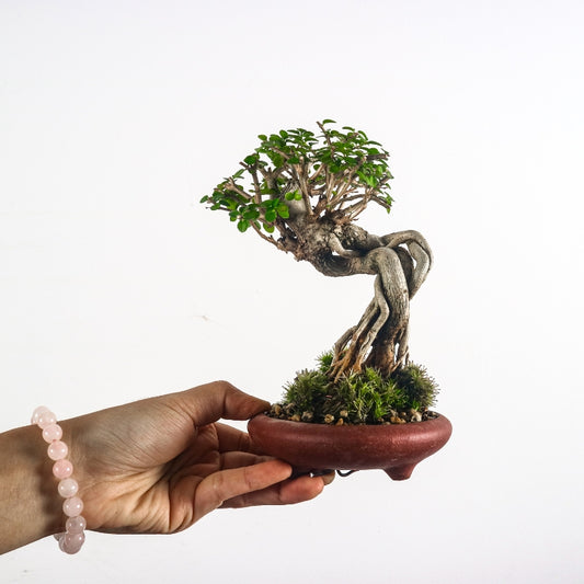 Premna Serratifolia Bonsai 寿娘子