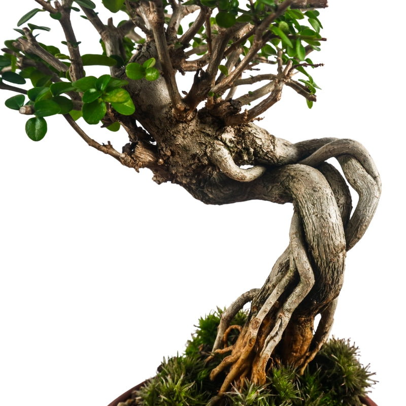 Premna Serratifolia Bonsai 寿娘子