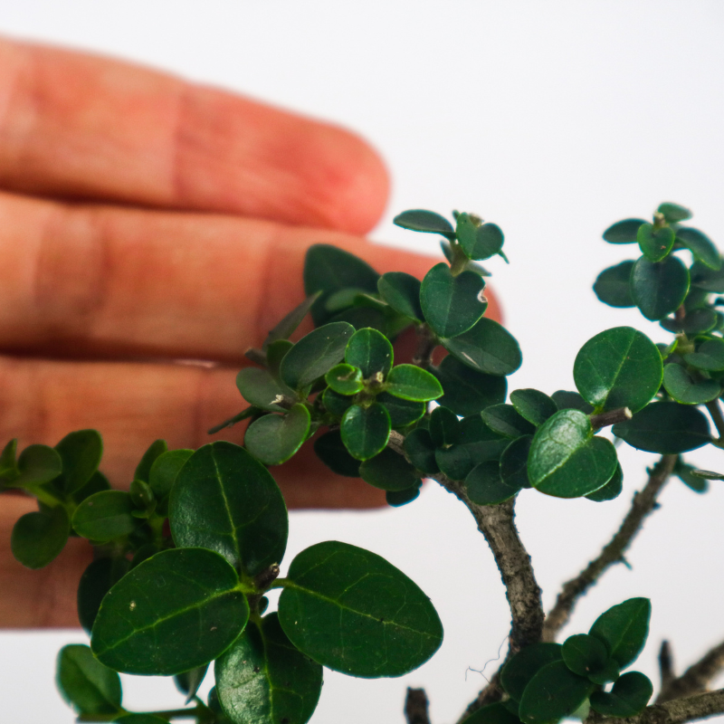 Premna Serratifolia Bonsai 寿娘子