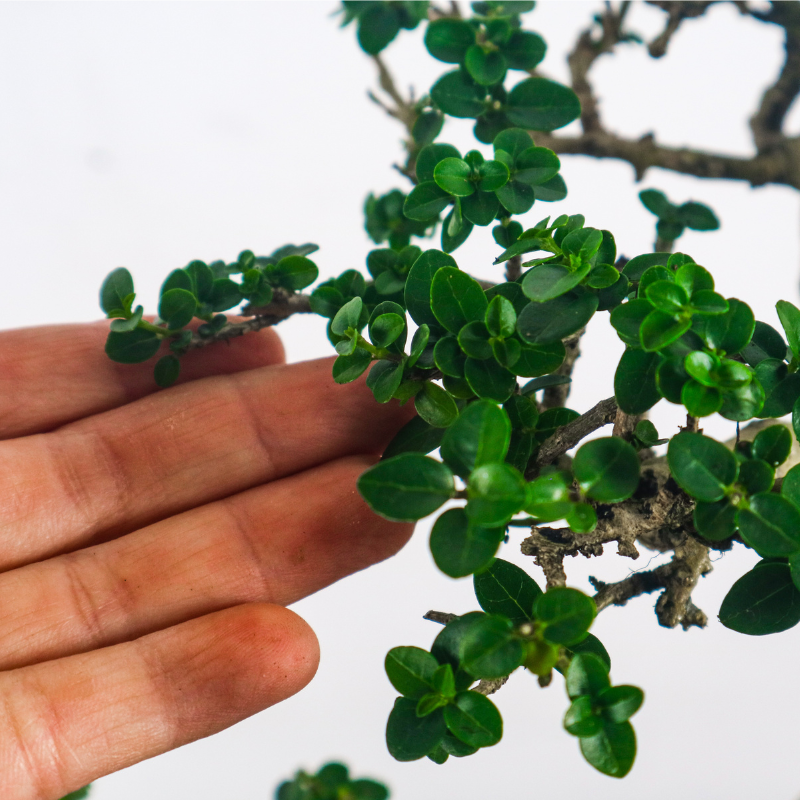 Premna Serratifolia Bonsai 寿娘子