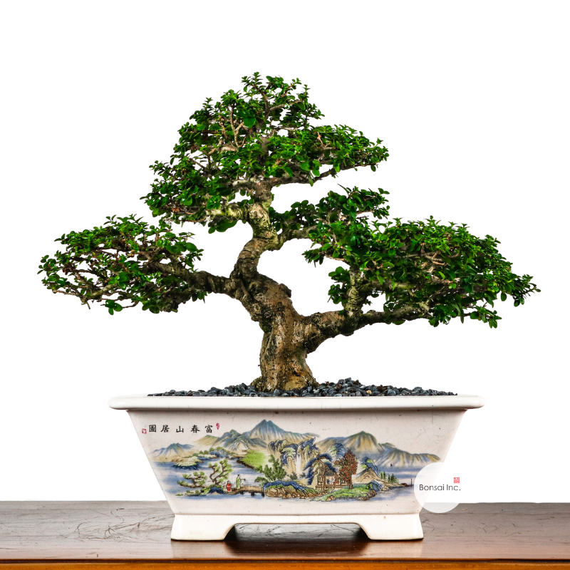 Premna Serratifolia Bonsai 寿娘子