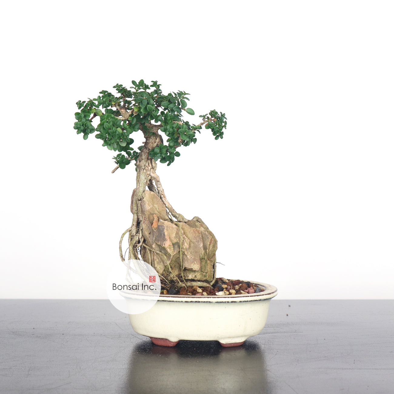 Premna Serratifolia Bonsai 寿娘子