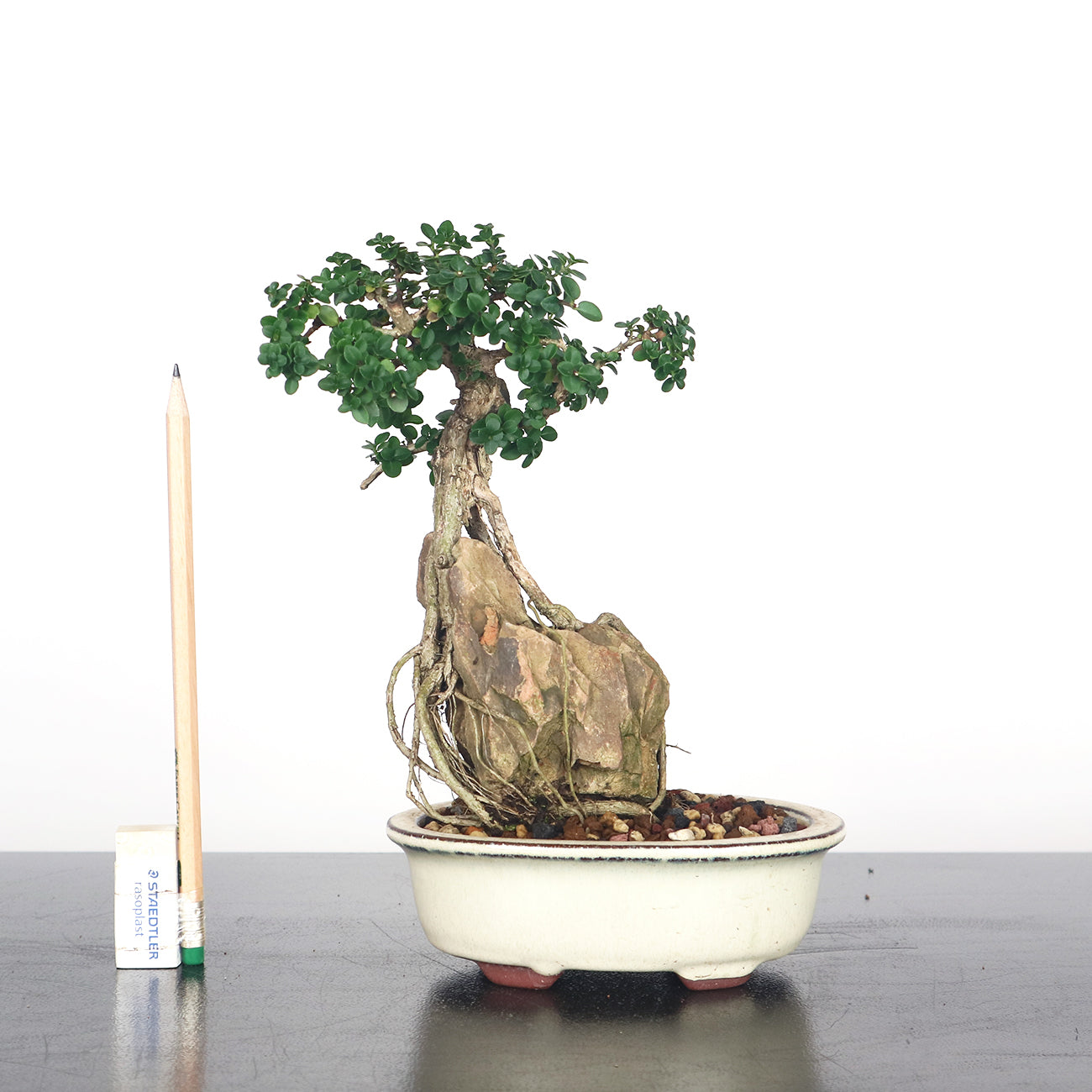 Premna Serratifolia Bonsai 寿娘子