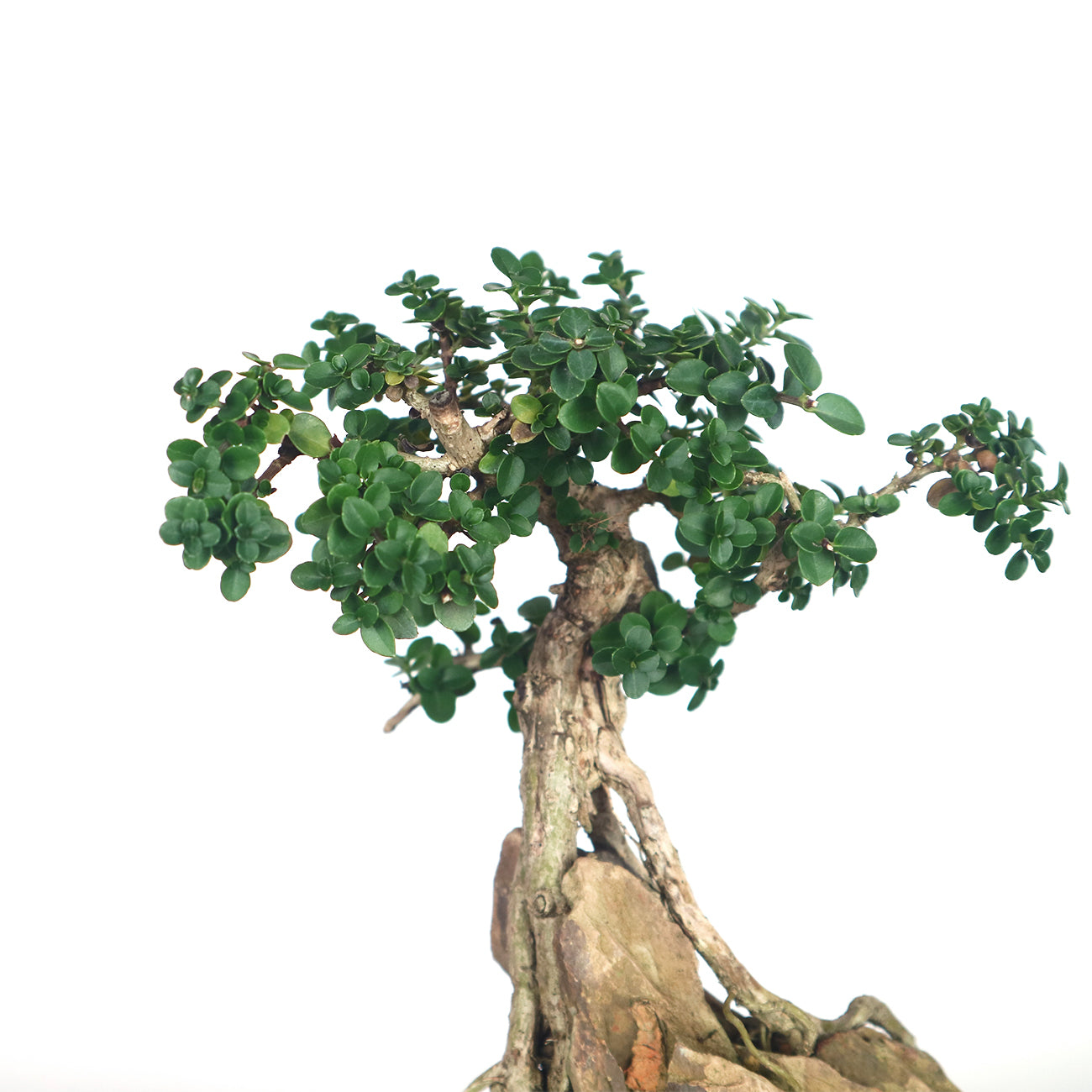 Premna Serratifolia Bonsai 寿娘子