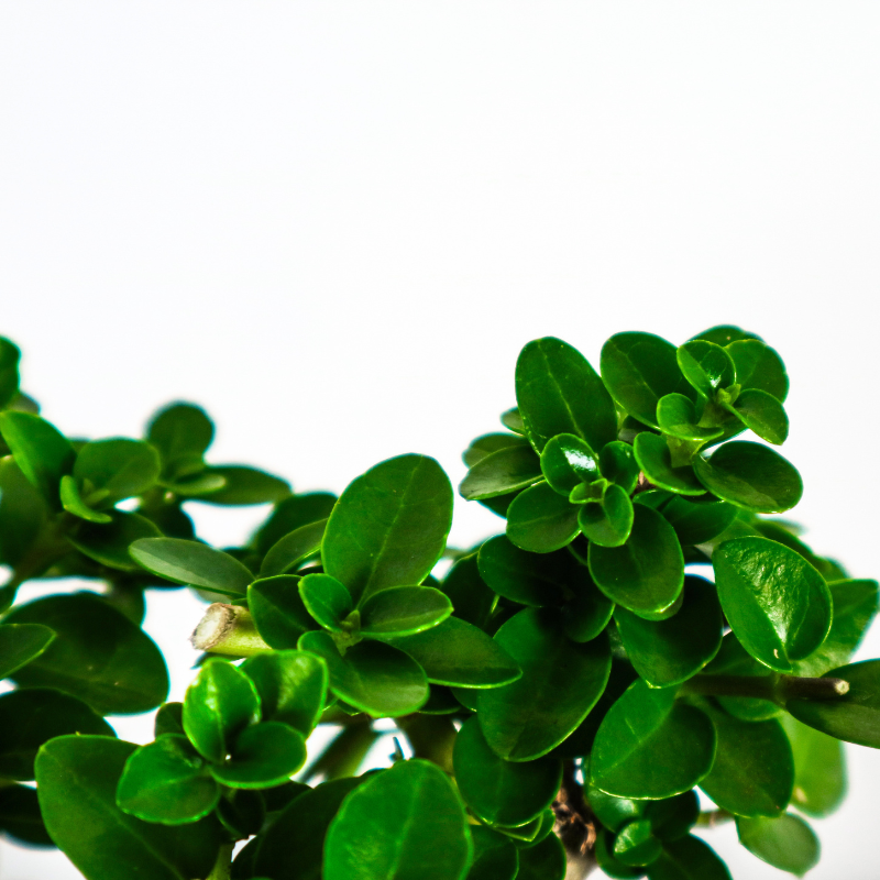 Premna Serratifolia Bonsai 寿娘子