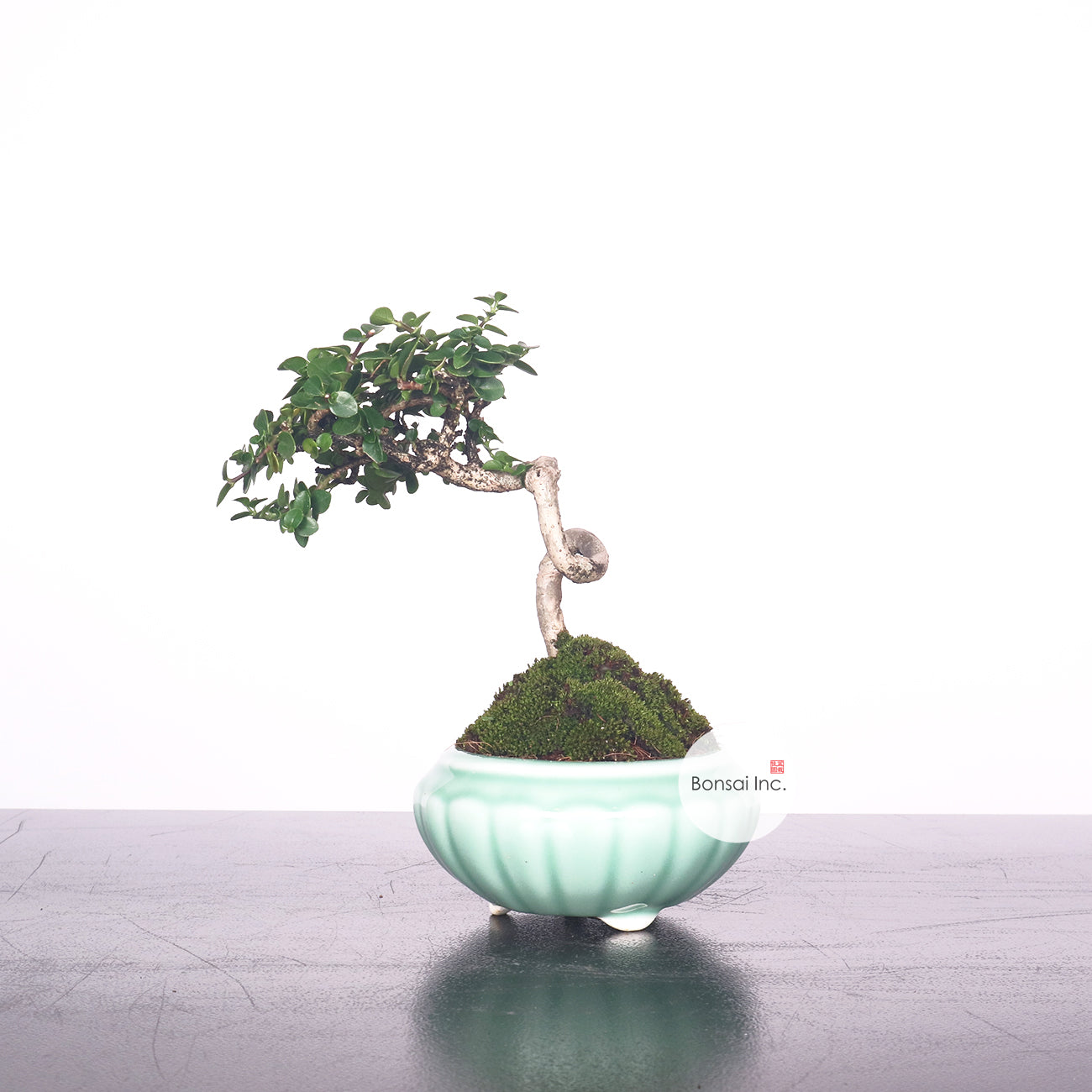 Premna Serratifolia Bonsai 寿娘子