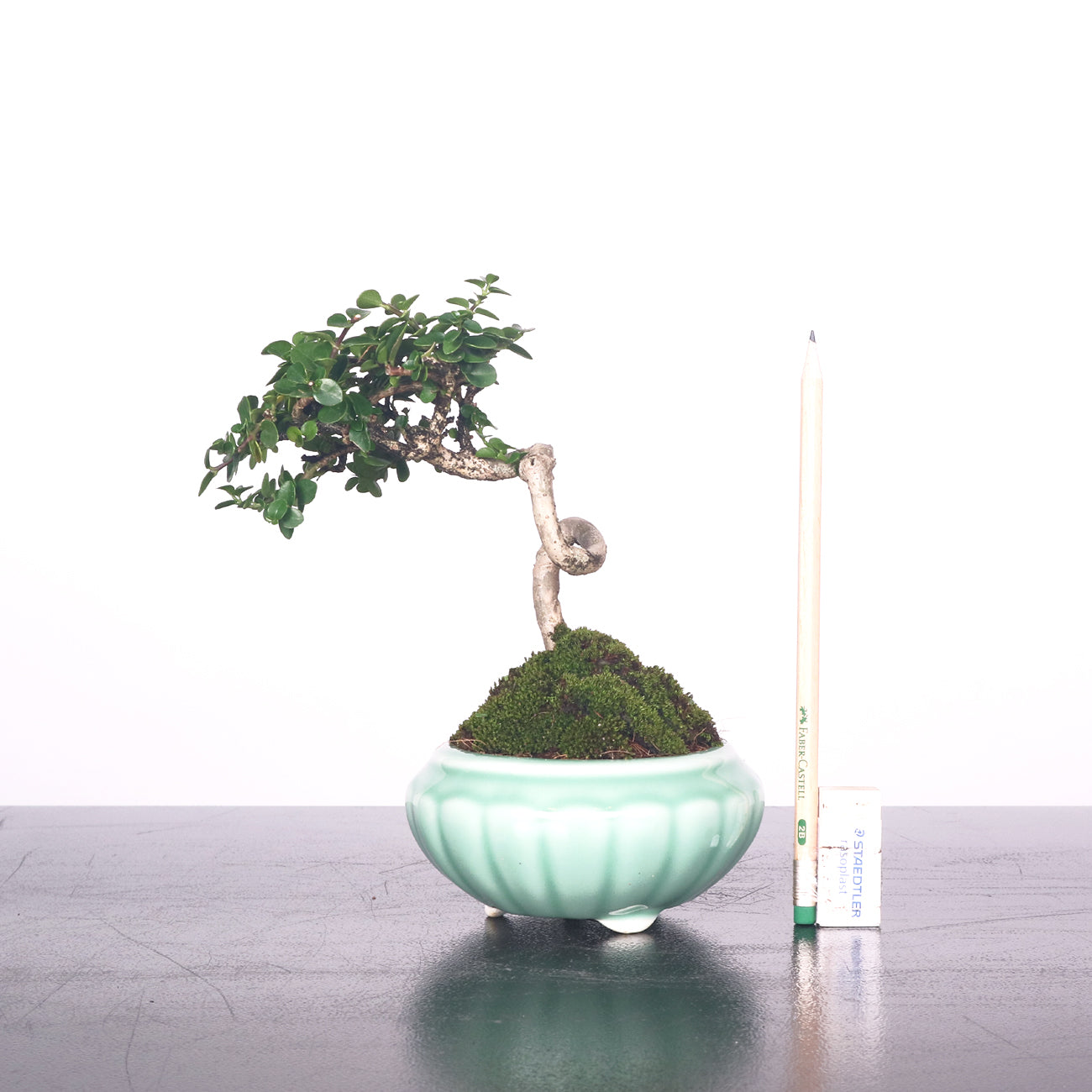Premna Serratifolia Bonsai 寿娘子