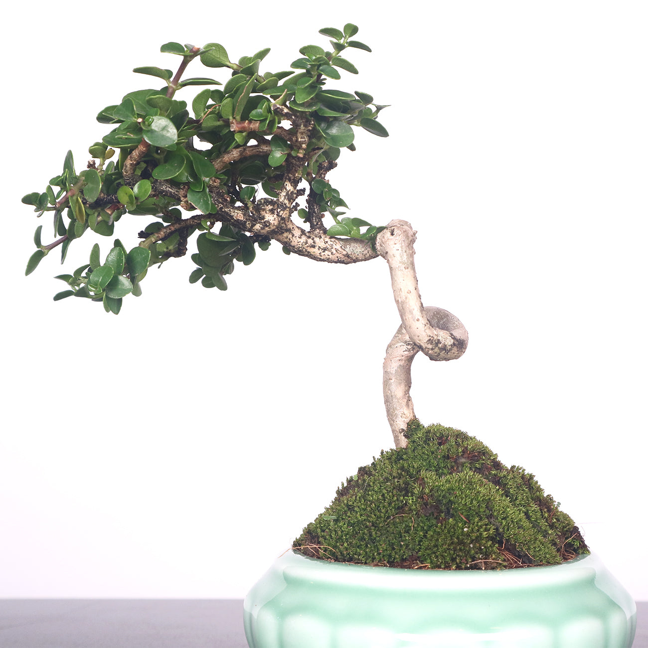 Premna Serratifolia Bonsai 寿娘子