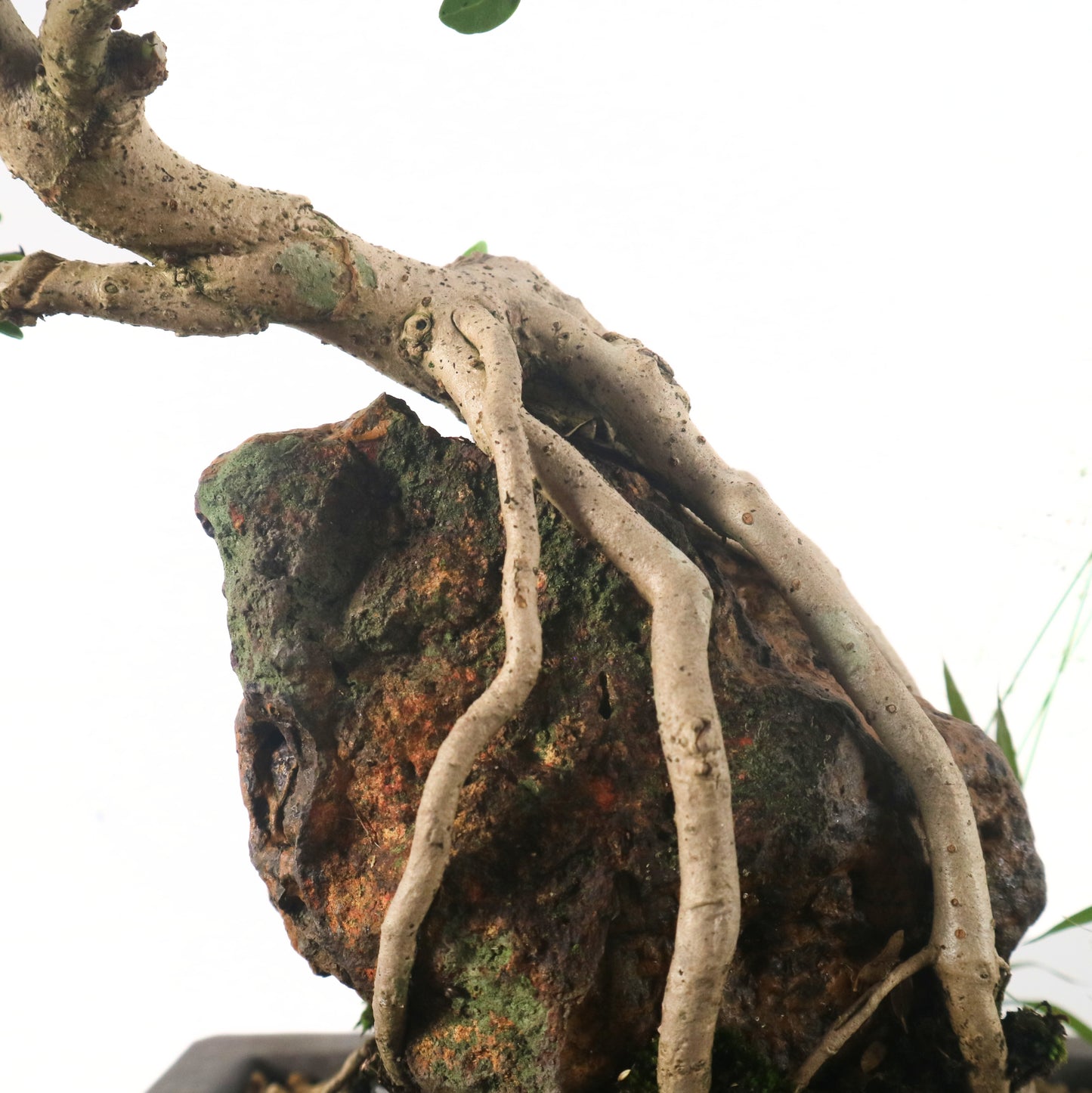 Premna