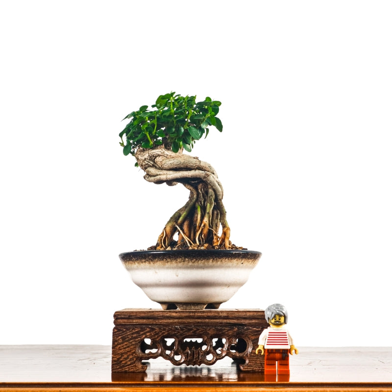 Premna Serratifolia Bonsai 寿娘子