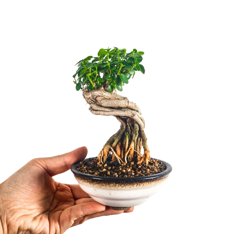Premna Serratifolia Bonsai 寿娘子