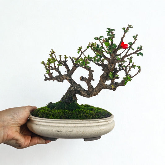 Japanese Quince Bonsai 日本海棠