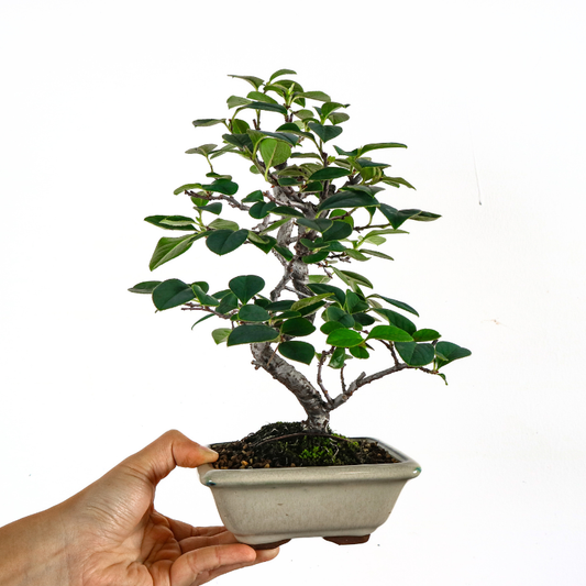 Chinese Quince Bonsai 木瓜盆栽