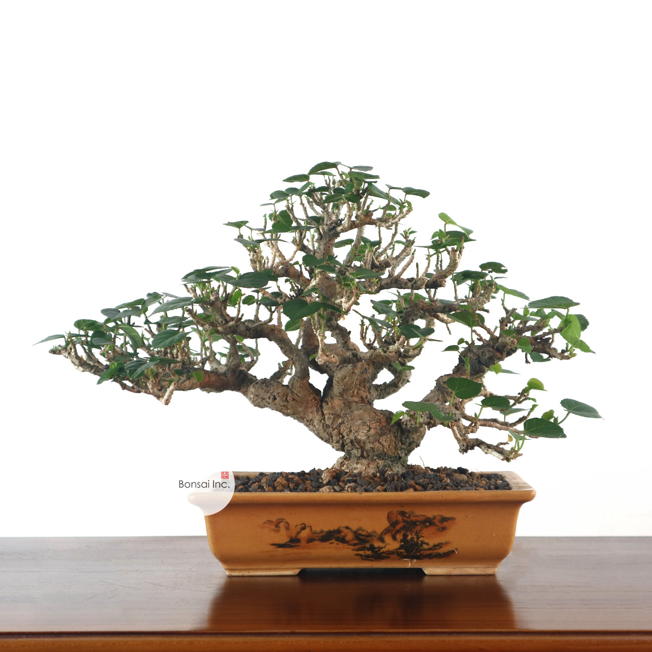 Sea Hibiscus Bonsai - Taiwan 台湾黄谨